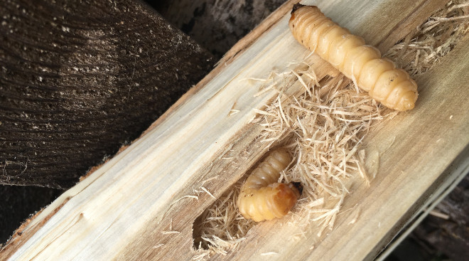 Insektenplage: Bekämpfung von Holzfressern im Innen- und Außenbereich